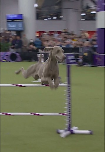 Masters Agility Course: Sterling the Weimaraner Triumphs