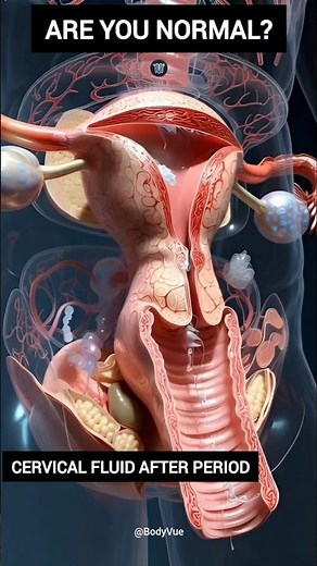 Cervical Mucus Changes During Your Menstrual Cycle: 3D Anatomy Video #anatomy #pregnancy