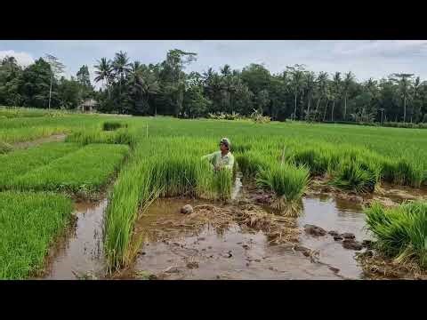 INCREDIBLE FARMING SKILL! HARVESTING RICE SEEDLINGS QUICKLY AND NEATLY!-agriculture farming