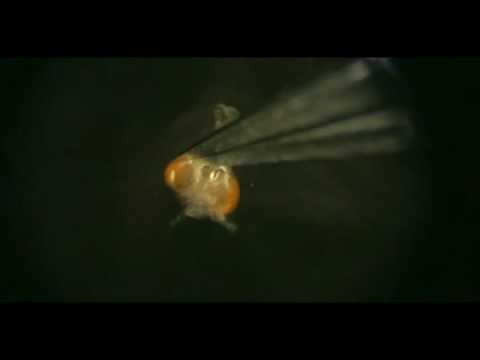 Liqun Luo Lab Presents: Drosophila Brain Dissection Made EASY