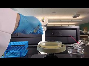 How to Obtain Isolated Colonies for Counting Using the Spin Plate Method