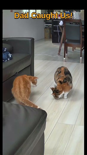 Dad Caught Us! #Shorts #cat #dubbing