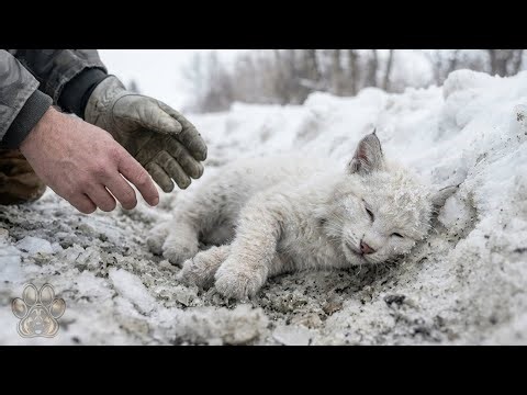 He Saved a Baby Kitten… Days Later, Vets Turned Pale It Was an Albino Bobcat