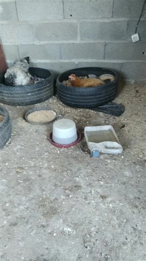 Vidéos de aliabdellaoui150 (@aliabdellaoui150) avec Ssendu Idir - Instrumental - Fissou