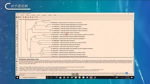 mega构建系统进化树
