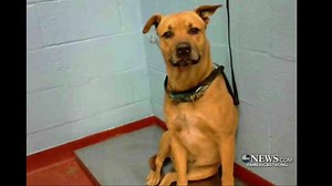 GOOD BOY: A dog that’s been nicknamed “Smokey” is in search of a new permanent home after first responders in Atlanta pulled him from a burning apartment building. David Muir reports. #AmericaStrong http://abcn.ws/2FdHmxH | ABC World News Tonight with David Muir