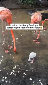 Baby Flamingo Splashing! 🦩🧡 ⁣-⁣⁣⁣⁣ WILDLIFE REELS POSTED DAILY‼️ 🦓 follow @africasafariplanet ⠀⁣⁣⁣⁣⁣⁣⁣ 🦏 follow @africasafariplanet ⠀⁣⁣⁣⁣⁣⁣⁣ 🐅 follow⁣⁣ @africasafariplanet ⠀⁣⁣⁣⁣⁣⁣⁣ 🦍 follow @africasafariplanet ⠀⁣⁣⁣⁣⁣⁣⁣ ⁣⁣-⁣⁣⁣ 🎥 Credit: @africasafariplanet ⁣⁣⁣⁣ 🏷⁣: #flamingo #flamingos #lionsofinstagram #cub #tigersofinstgram #nature #tigerking #wildlifeofaustralia #wildlifefreak #photography #instagram #instagramanimals #animalphotography #cuteanimals #cat #willphotography #lion #tiger🐯