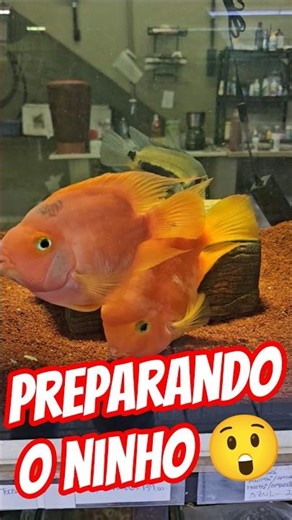 Parrotfish preparing its nest for spawning, did you notice the female's ovipositor? #redparrot #p...