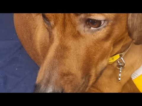 ROBLOX reactor game songs for ideas