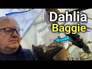 NEW way to Grow Dahlias in a Baggie | Ziplock Bag