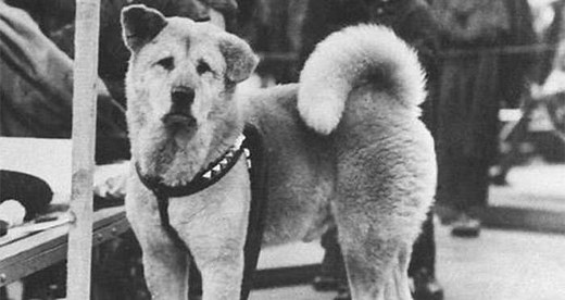 The Heartbreaking Story Of Hachikō, The World's Most Loyal Dog