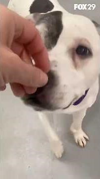 Dog missing for 11 years reunited with owner thanks to microchip
