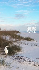 30K views · 369 reactions | Gulf Shores and Orange Beach are now collectively Alabama’s Beaches! ️☀️ You’ll notice our new logo, brand colors, and fonts!  | Visit Alabama's Beaches | Facebook