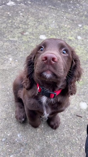 Lily | Best Barking Behaviour (@bestbarkingbehaviour)’s videos with Baba Dodo - Tik Tok