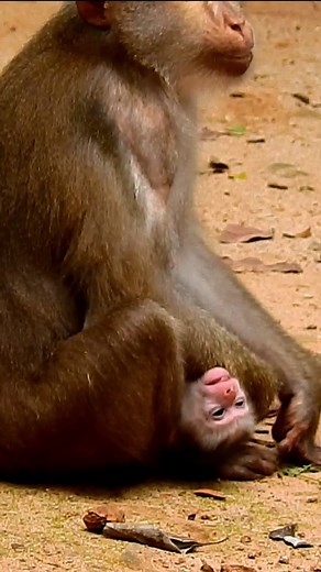 Rainbow tries to helping newborn baby monkey Leo #babymonkey #monkey #usa #animals #monkeys #MonkeyLife #monkeylove #tik_tok #tiktok #wildlif