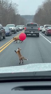 32K views · 160 reactions | Foxes' Balloon Playtime Two foxes find joy in a balloon amidst the traffic chaos. #fblifestyle #AI Generated using Kling AI . . . (For entertainment purposes only. Consult professionals if guidance on activities is presented. No brand affiliation is implied if any are shown. If inspired by true events, creative adaptations may be included. Content may include public footage.) | Fabiosa UK | Facebook