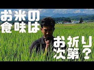 お米の食味はお祈り次第？いやいやこういう栽培を心掛けたら食味上がります！