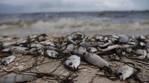 117K views · 1.1K reactions | FLORIDA RED TIDE: A toxic algal bloom known as red tide is so serious along the Florida coast this year, that Florida's governor has issued an executive order to combat the algae, urging local agencies to take emergency actions, including redirecting water flows to curb the growth of the blooms https://nbcnews.to/2vz4nbc NBC News MACH | NBC News | Facebook