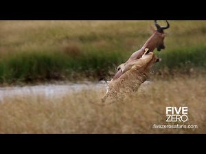Lions Catch Unknown Prey