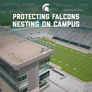 A successful partnership by MSU and the DNR to band peregrine falcons is helping the species recover. | Michigan State University