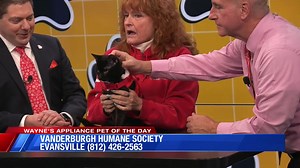 5.9K views · 35 reactions | Wayne's Appliance Pet of the Day: Houdini Meet Houdini, a 9-month-old cat. Houdini is waiting at Vanderburgh Humane Society for his forever family to come scoop him up. Could that be you? Stop by and meet him — he’s ready to steal your heart! Learn more at the Vanderburgh Humane Society. #PetOfTheDay #AdoptDontShop #VanderburghHumaneSociety | Eyewitness News WEHT WTVW | Facebook