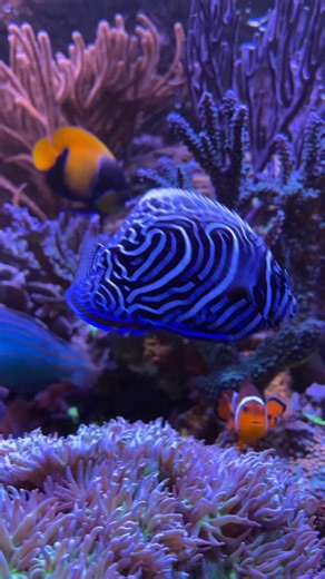 Juvenile Aberrant Emperor Angelfish #emperorangelfish #pomacanthusimperator | Unorthodox Reef