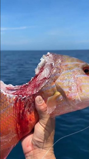 Massive Red Fish Caught in the Deep Sea! 😱🎣