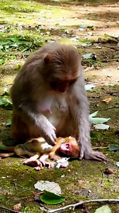 Sad baby monkey 😔 #monkey #pets #wildanimals #wildlife #birds #nature #animals #cutemonkey #primates #animefansbd | Hello Monkey CC