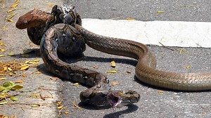 Epic snake fight goes down in NTU between king cobra and python | Coconuts