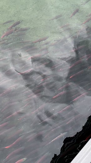 7.5K views · 103 reactions | Just look at ALL these salmon! This year, Alaska’s rivers and streams are absolutely packed — record numbers are still making their run! Have you ever seen this many fish in one place? #AlaskaSalmon #NatureIsWild #OnlyInAlaska jaredsolbergphotography #alaskaphotography #wildlifephotographer #wildlifephotography #outdoors #Alaska #alaskalife #brooksfalls #redsalmon #sockeyesalmon | Alaskan Adventures And More | Facebook