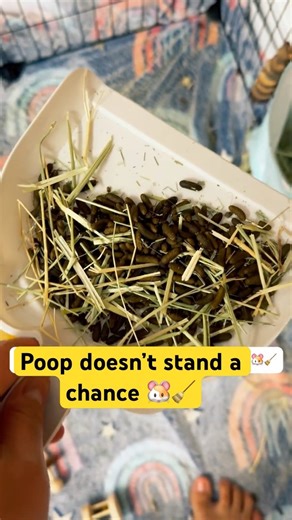 How I Clean My Guinea Pig Cage 🐹 Small Broom Hack!