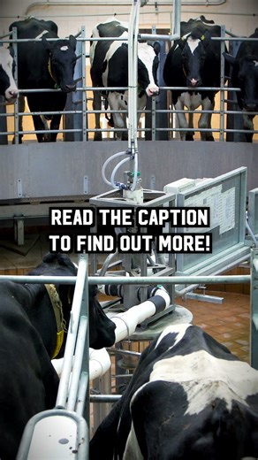 This is a rotary milking parlor, also known as a carousel. This rotating milking system makes the process faster and smoother for both cows and farmers. Cows step on, ride in a circle while being milked, and then step off when they’re done. It’s a stress-free, efficient way to milk large herds—especially on busy New York dairy farms! #NewYork #Dairy #Farming #FarmerAppreciation #DairyFarm #DairyCows | New York Dairy