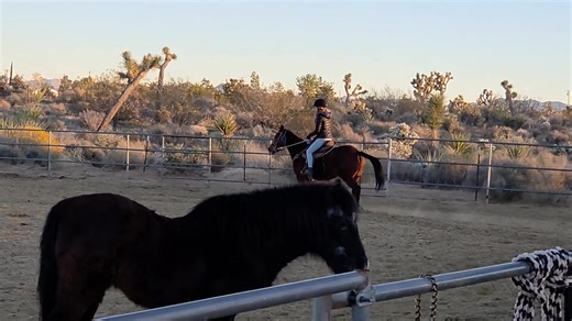 17 reactions | More video of Pebbles | Joey's Home Animal Rescue | Facebook