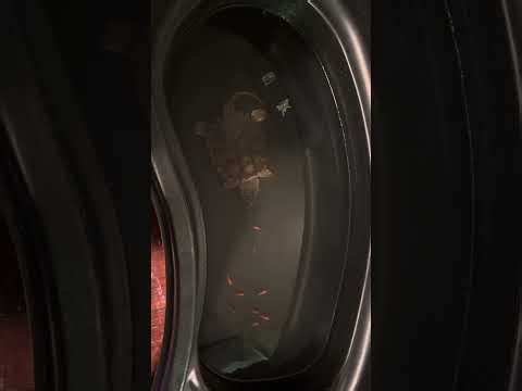 Common snapping turtle feeding