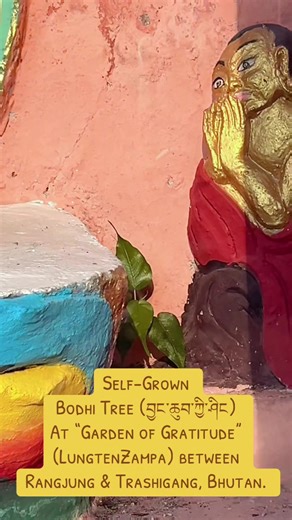 Bodhi Tree (བྱང་ཆུབ་ཀྱི་ཤིང) #blessings #liberation #tendzinfilms