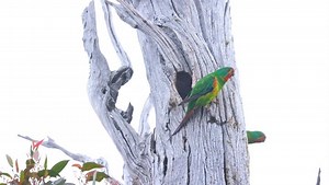 Swift parrot habitat still defended tonight as protest holds. Protesters remain tonight in Tasmania’s Eastern Tiers. Our citizen science survey in these forests last summer recorded the critically endangered parrots, we reported this to Premier @jeremyrockliff and still he oversees the logging of these nurseries. Premier Rockliff - you are ignoring IUCN advice that all habitat for the Swift parrot on public lands must be out in secure conservation reserves. @albomp & @tanyaplibersek You want zer