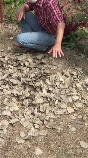 Mulch is so easy to use