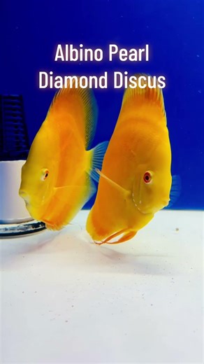 The Albino Pearl Diamond Discus
