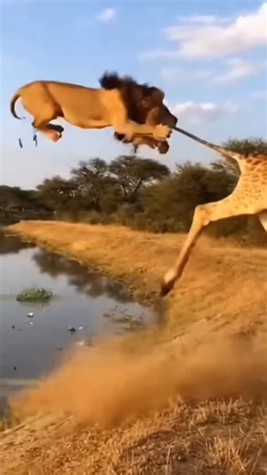 WHAT IF WILD LIFE - AI VIDEOS on Instagram: "One jump decided everything. Power vs height, predator vs prey. This moment changed the hunt—don’t blink. #SavannaLife #PredatorVsPrey #WildMoment #VidaSalvaje #野生動物 동물쇼츠 一瞬の跳躍が運命を分けた。 力か、高さか。 瞬きをするな。 サバンナ 捕食者 野生の現実 VidaSalvaje AnimalShorts 동물영상"
