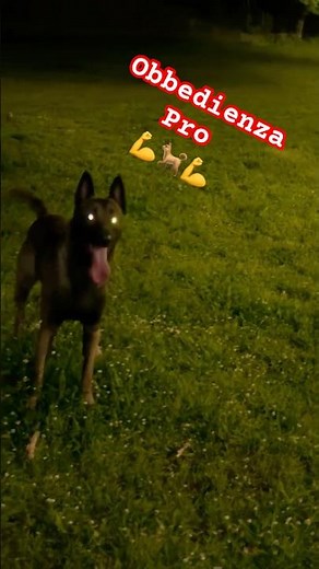 Malinois in Azione 🔥 Addestramento e Obbedienza da URLO |#malinois #dogtraining #belgianmalinois