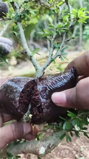 Simple Air Layering Technique | Easy Plant Propagation for Beginners 🌱