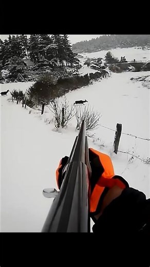 Incredible Close Range Deer Hunt – Perfect Aim! 🦌 #deerhunting