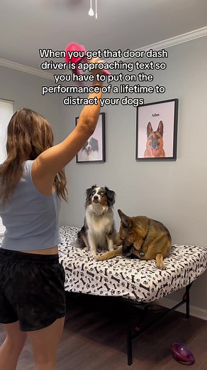 1.7M views · 10K reactions | They were not amused  #humor #dogsoffacebook #artemistheaussie | Artemis the Aussie | Facebook
