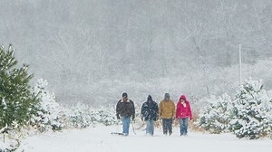 Where to get a live Christmas tree near Somerset County