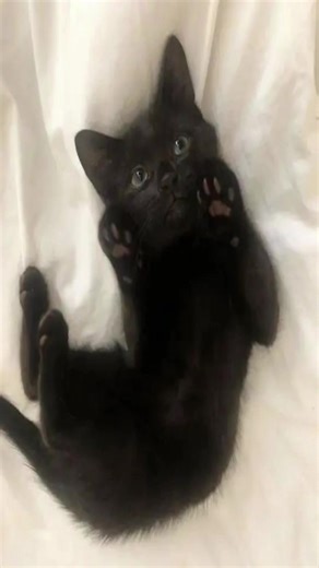 #blackcat #blackcats #fyp #cat | black cats