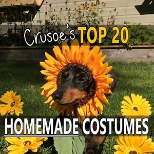 2.8M views · 62K reactions | "Need some Halloween inspiration? Or just a smile? Here's my top 20 HOMEMADE costumes! I don't wear a costume everyday, but when I do, Mum and Dad always make sure it's fun AND rewarding! ;) What's your fav?? ~ Crusoe | Crusoe the Celebrity Dachshund | Facebook