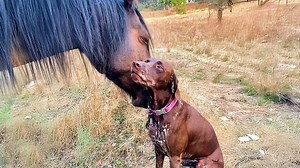The oddest animal couple you’ve ever seen together