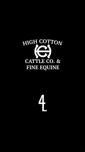 100% British White bull calf for sale, available for pickup or delivery at weaning. No registration, but his conformation and color are too good to turn into to a steer. He comes from a great mama, and sire pictures are available in the comments. Make an offer and he can be your future breeding bull! | High Cotton Cattle Co.