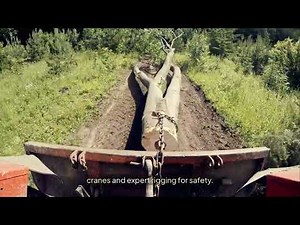 How to estimate the cost of tree removal in Green Bay? Hardy Wood Products