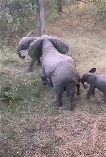 BREAKING: Millionaire big game hunter Ernie Dosio was trampled to death by five elephants while hunting a rare antelope in central Africa. A classic case of fucking around and finding out! Go elephants! 🐘